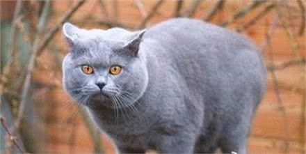 猫品种特异性疾病