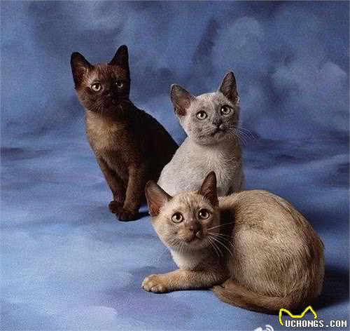 猫品种特异性疾病