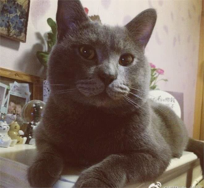 猫品种特异性疾病