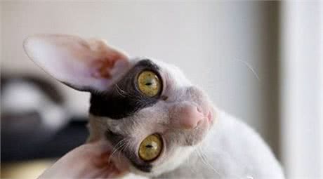 猫品种特异性疾病