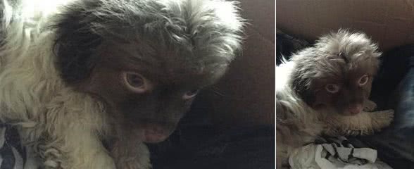 买了只狗狗,网友看后笑喷,这面相也没谁了,这是刚挖煤回来吧!