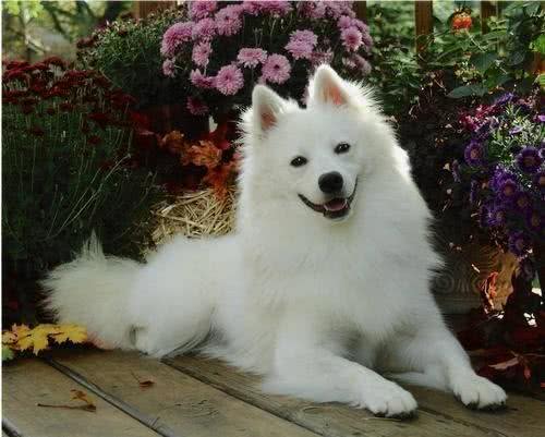 都说爱斯基摩犬和萨摩耶和很像,到底长什么样?