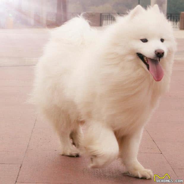 都说爱斯基摩犬和萨摩耶和很像,到底长什么样?
