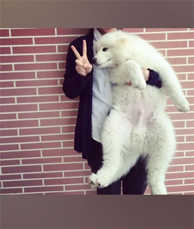 都说爱斯基摩犬和萨摩耶和很像,到底长什么样?