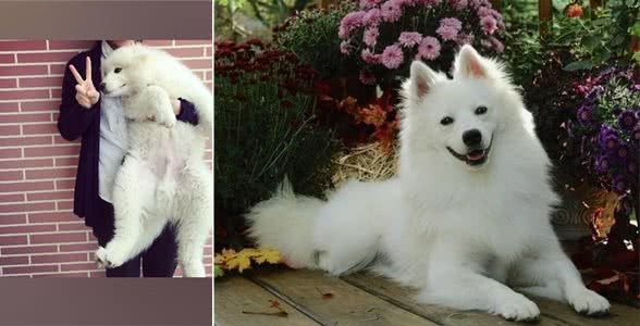 都说爱斯基摩犬和萨摩耶和很像,到底长什么样?