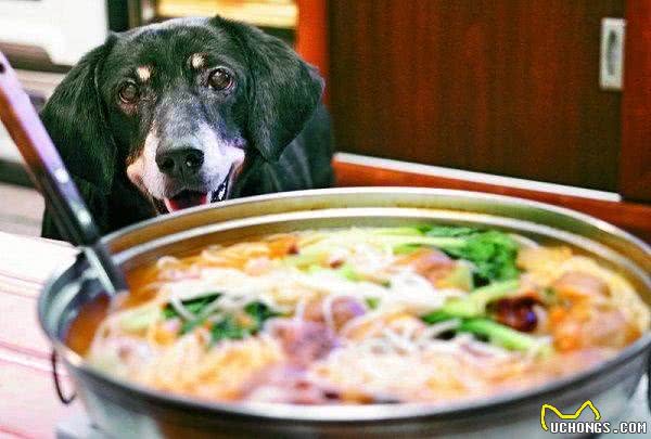 狗狗呕吐怎么办?简单3招让你不再慌张