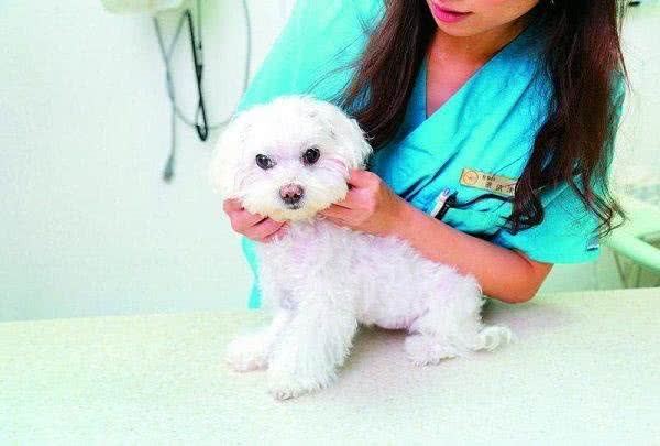 狗狗呕吐怎么办?简单3招让你不再慌张