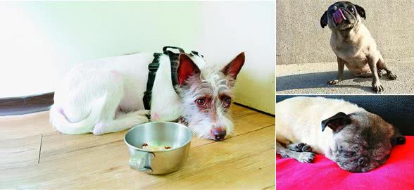 狗狗呕吐怎么办?简单3招让你不再慌张