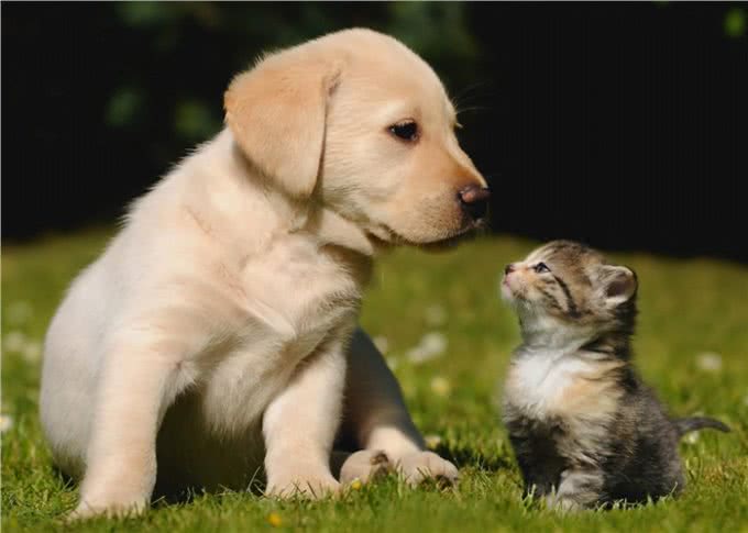 狗和猫的消化系统以及营养需求区别