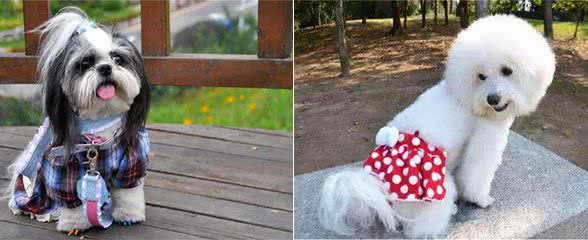 知识汇总:狗狗第一次月经征兆,有哪些情况?要怎样处理?