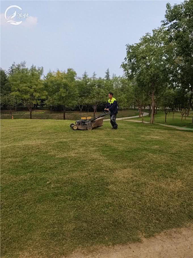 狗牙根草坪秋季如何延长绿期?三种方法很简单!