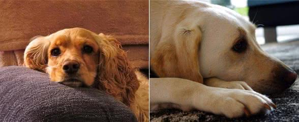 当心!狗狗也会得抑郁症!这几点要多加注意!