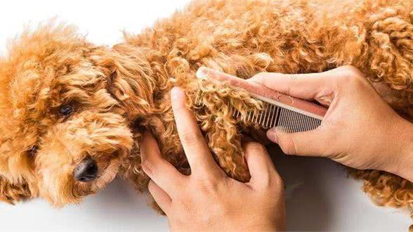 如何减少宠物毛发脱落?