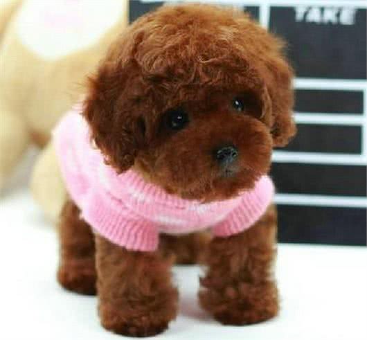 泰迪和贵宾之间到底是什么关系?不懂的话小编来告诉你!