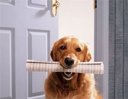 聪明的拉布拉多不仅通人性还是好助手,怎样训练它送东西的本领呢