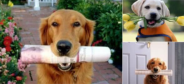 聪明的拉布拉多不仅通人性还是好助手,怎样训练它送东西的本领呢