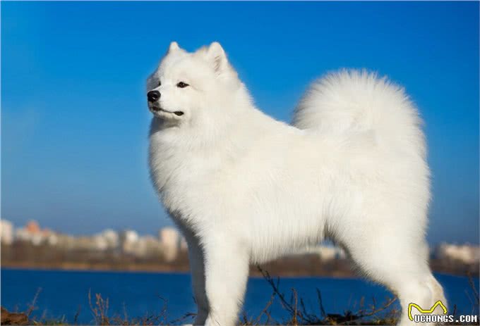 每日一狗—萨摩耶犬