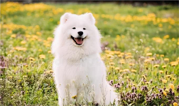 每日一狗—萨摩耶犬