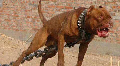 世界上最凶残的三种狗狗,藏獒竟榜上无名,第一名为斗犬而生