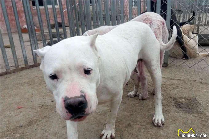 世界上最凶残的三种狗狗,藏獒竟榜上无名,第一名为斗犬而生