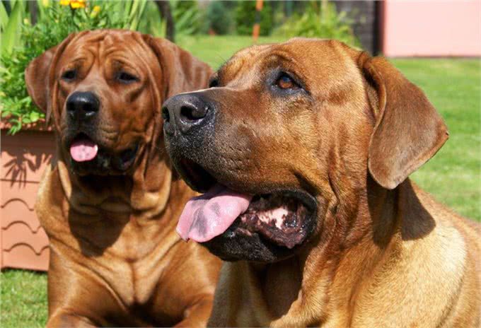 世界上最凶残的三种狗狗,藏獒竟榜上无名,第一名为斗犬而生