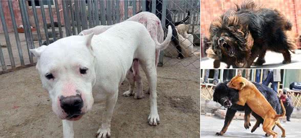 世界上最凶残的三种狗狗,藏獒竟榜上无名,第一名为斗犬而生