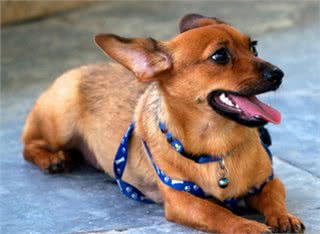 弹跳力最高可达1.8米的微型犬:鹿犬纯种一条价值几万