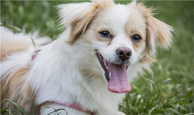 狗狗也会得分离焦虑症