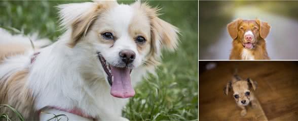 狗狗也会得分离焦虑症