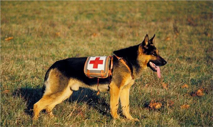 关于德国牧羊犬你了解多少?