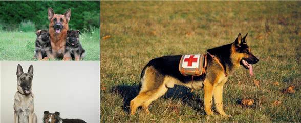 关于德国牧羊犬你了解多少?