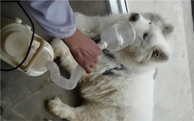 狗狗身体一直颤抖不一定是冷!铲屎官别忽视，狗狗可能生病了