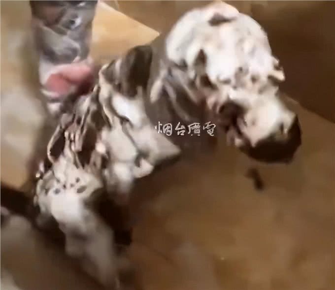 女婿上门全家提前准备连狗一起洗,网友:是找了个多优秀的女婿?