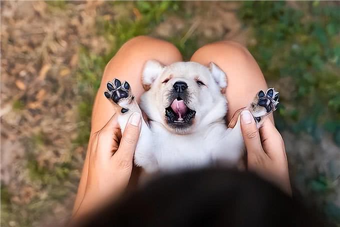 原来你摸狗狗的爪子,在狗眼中,是这些含义