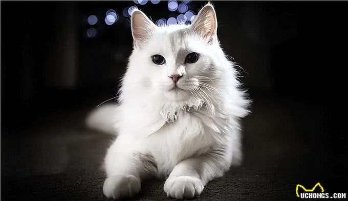 最古老的长毛猫咪品种之一—土耳其安哥拉猫!