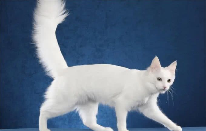 最古老的长毛猫咪品种之一—土耳其安哥拉猫!