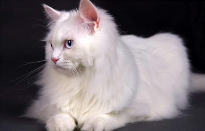 最古老的长毛猫咪品种之一—土耳其安哥拉猫!