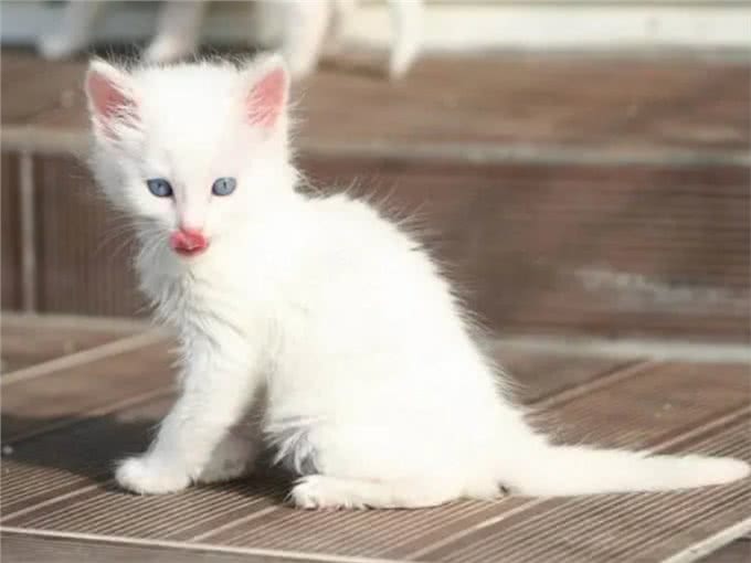 最古老的长毛猫咪品种之一—土耳其安哥拉猫!