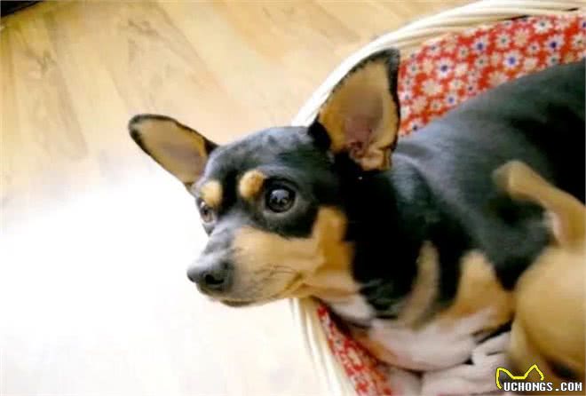 如何分辨吉娃娃、小鹿狗、迷你杜宾!饲养它们的注意事项有哪些?