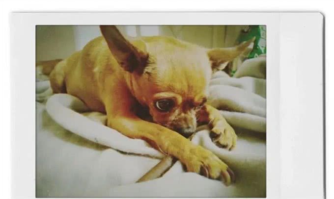 如何分辨吉娃娃、小鹿狗、迷你杜宾!饲养它们的注意事项有哪些?