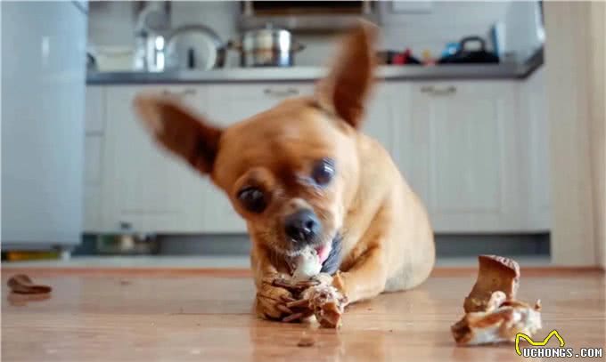 如何分辨吉娃娃、小鹿狗、迷你杜宾!饲养它们的注意事项有哪些?