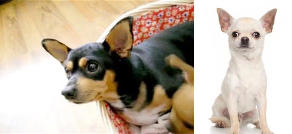 如何分辨吉娃娃、小鹿狗、迷你杜宾!饲养它们的注意事项有哪些?