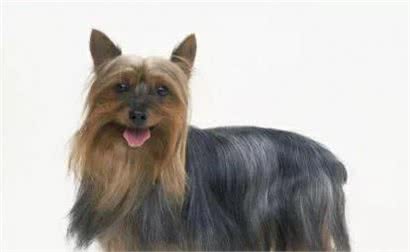 每日一犬-澳大利亚梗