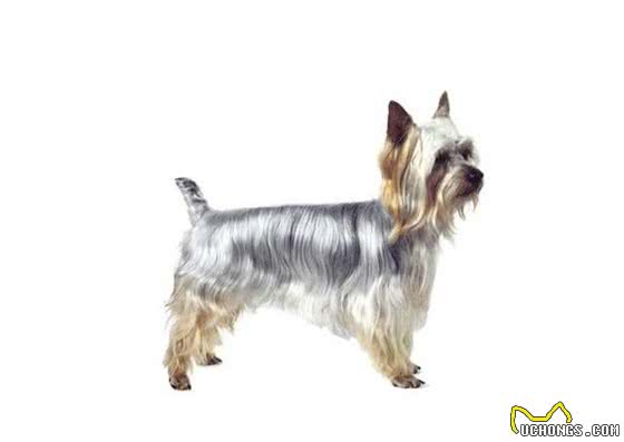 每日一犬-澳大利亚梗