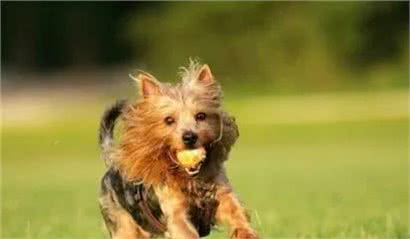 每日一犬-澳大利亚梗