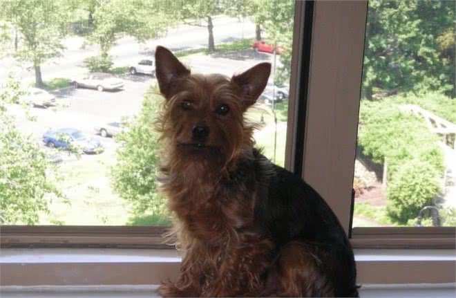 每日一犬-澳大利亚梗