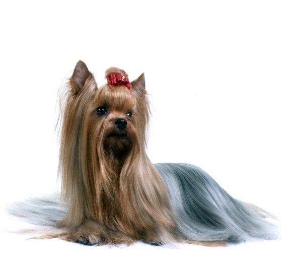 每日一犬-澳大利亚梗