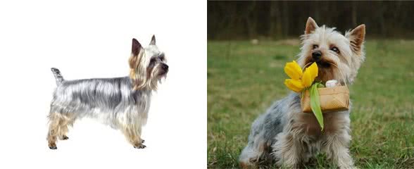 每日一犬-澳大利亚梗