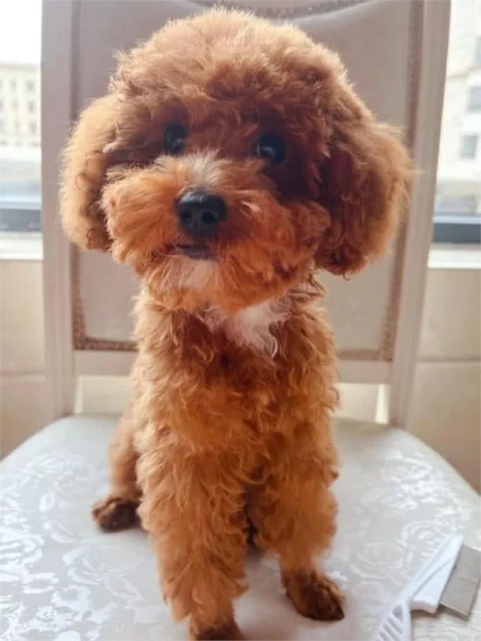 关于新手正确饲养泰迪犬,这5点要清楚!