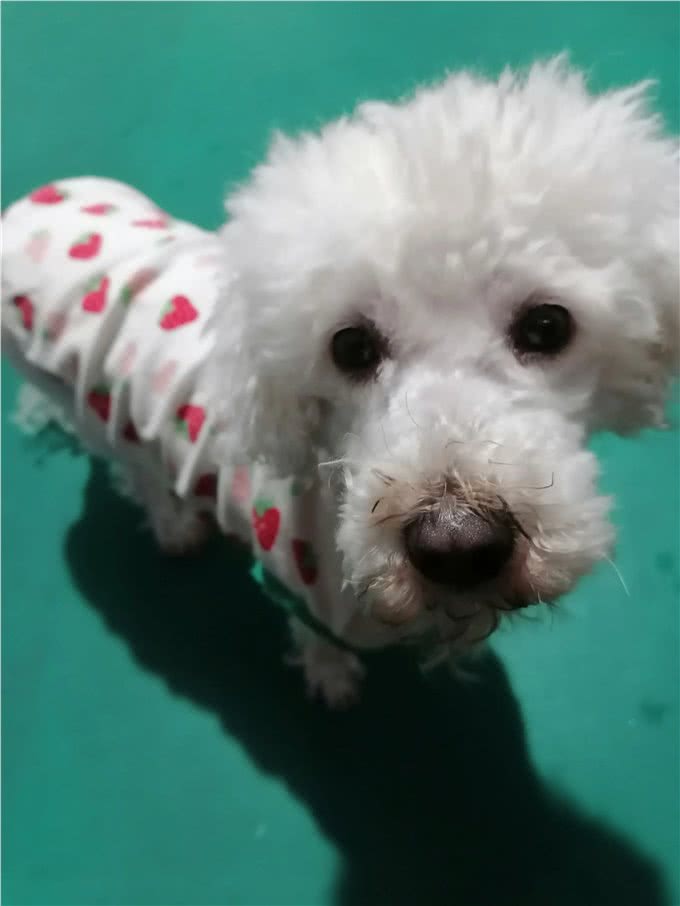 网友给狗狗穿衣服让其直立行走,引热议:真好看